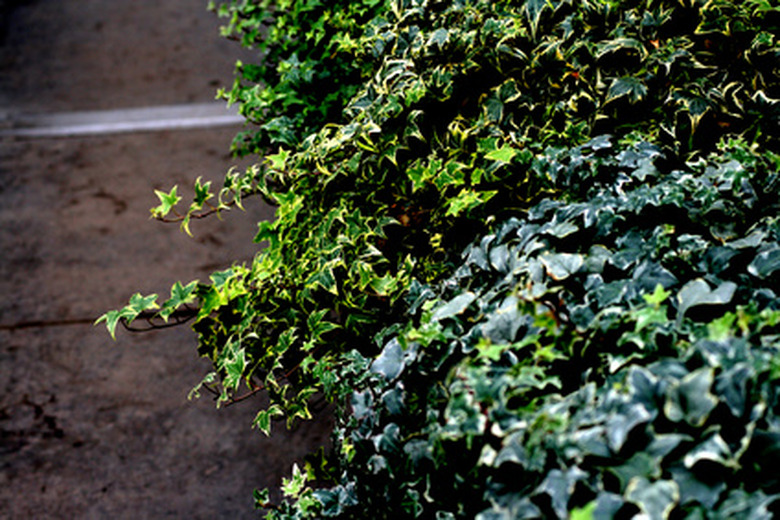 English ivy (Hedera helix) growing along a wall.