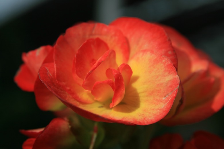 A close-up of a beaming orange and yellow Rieger begonia (Begonia hiemalis) bloom.