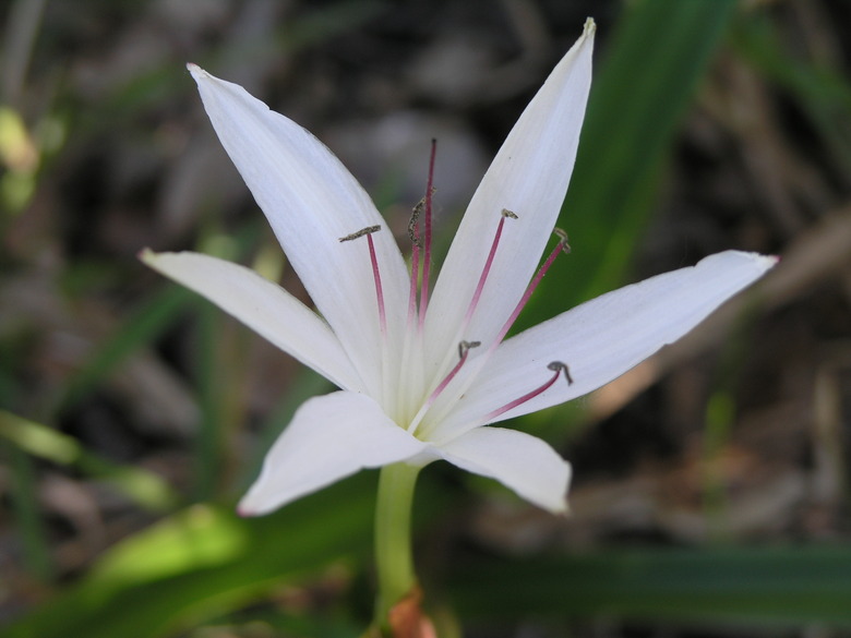 A close-up of a delicate, white Florida swamp lily (Crinum americanum).