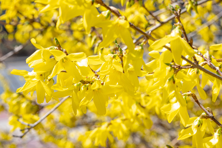 Lovely yellow flowers of Korean forsythia (Forsythia ovata).