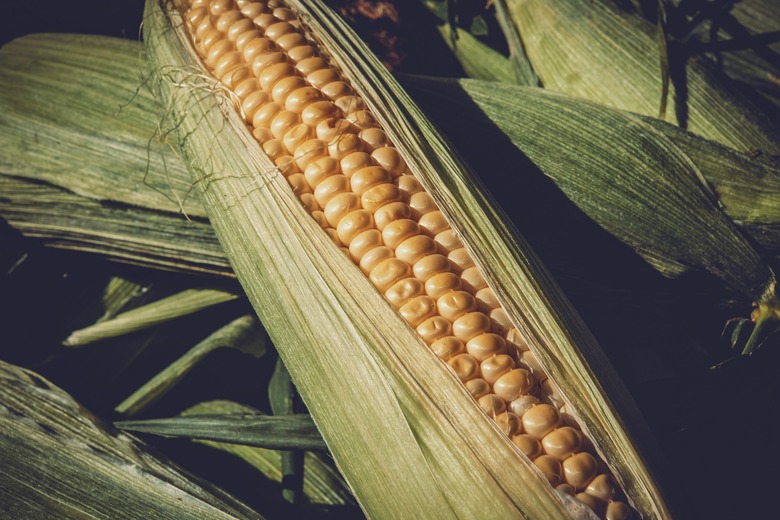 An extreme close-up of some sweet corn (Zea mays).