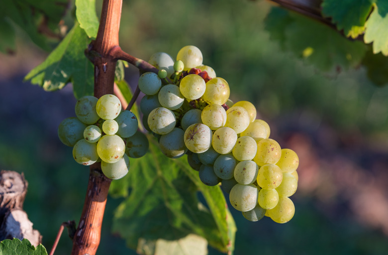 Some green European grapes (Vitis vinifera) soaking up some sunlight on the vine.