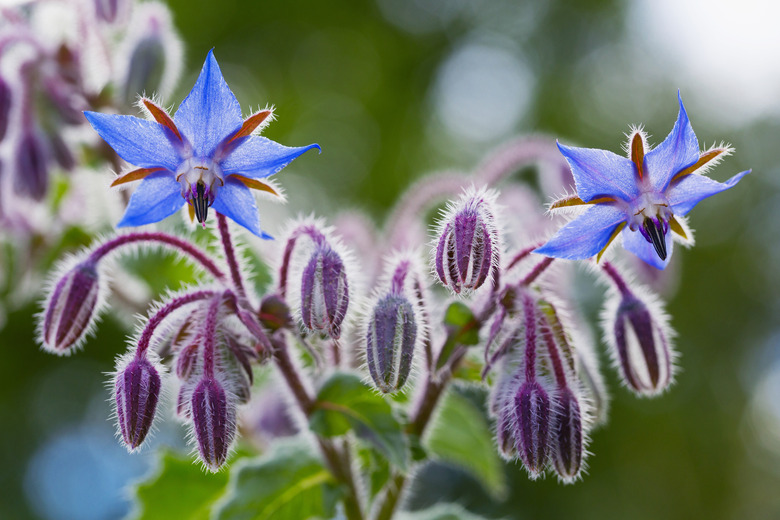 A close-up of blue and purple borage (Borago officinalis) flowers.