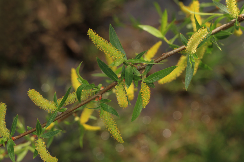 A close-up of a branch of a black willow tree (Salix nigra).