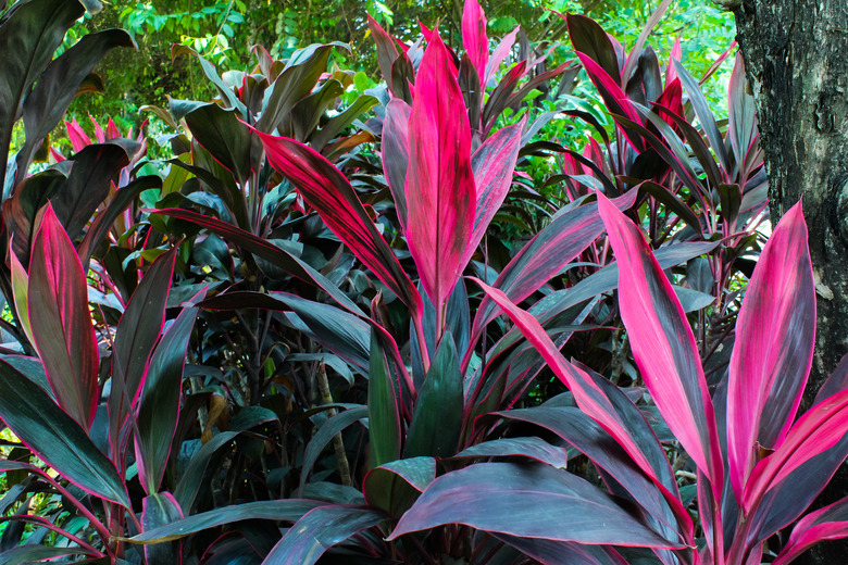 Cordyline fruticosa in the garden.