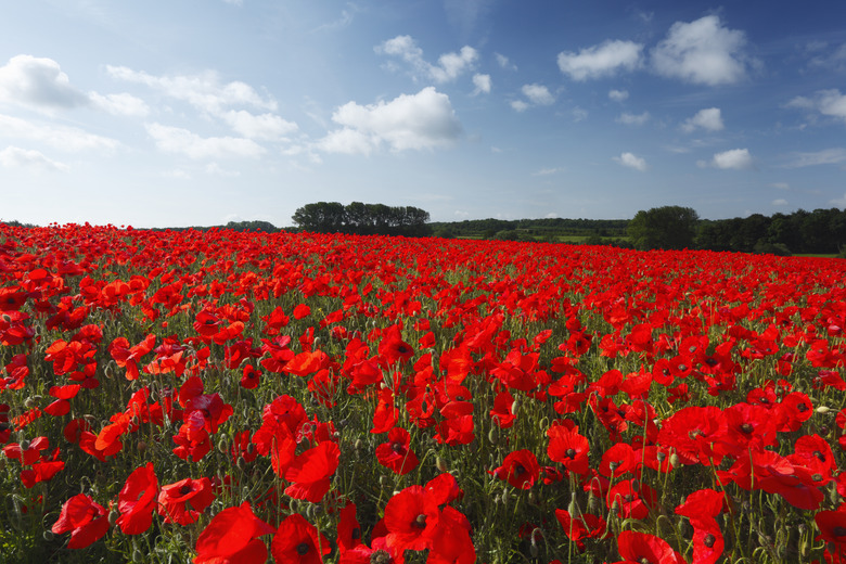 A field of red common poppies.