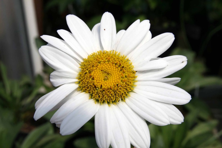 A close-up of a Becky shasta daisy (Leucanthemum x superbum 'Becky') growing at the American Plant Food Company in Bethesda, Maryland.