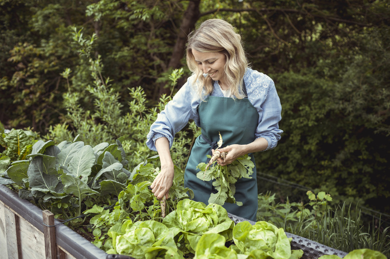 A woman working in the soil of a vegetable garden.