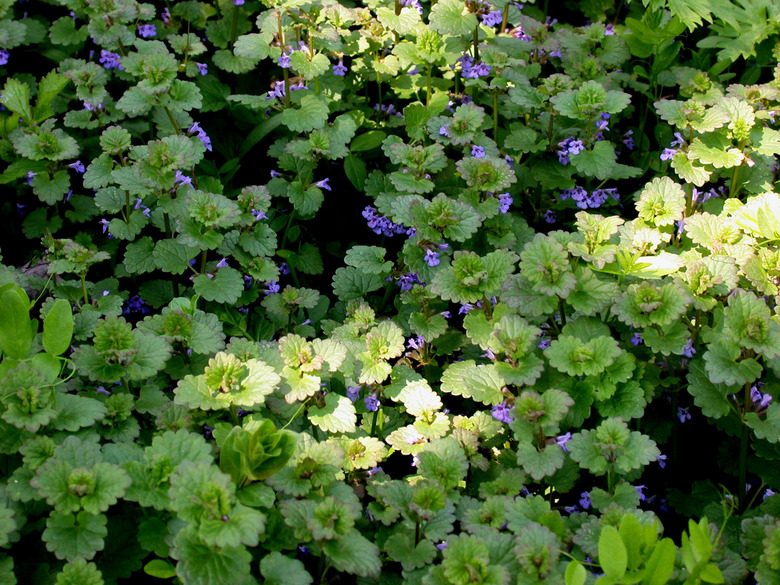 A full frame shot of a great deal of creeping Charlie (Glechoma hederacea) growing in partial shade.