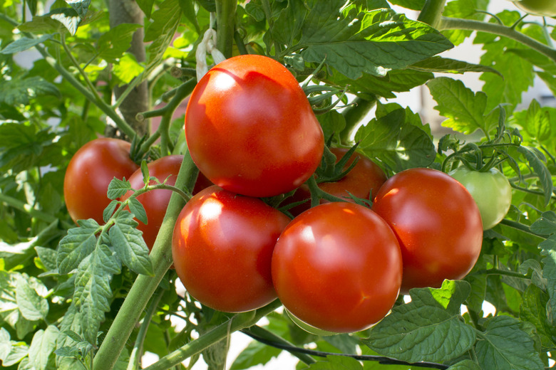 Homegrown tomatoes