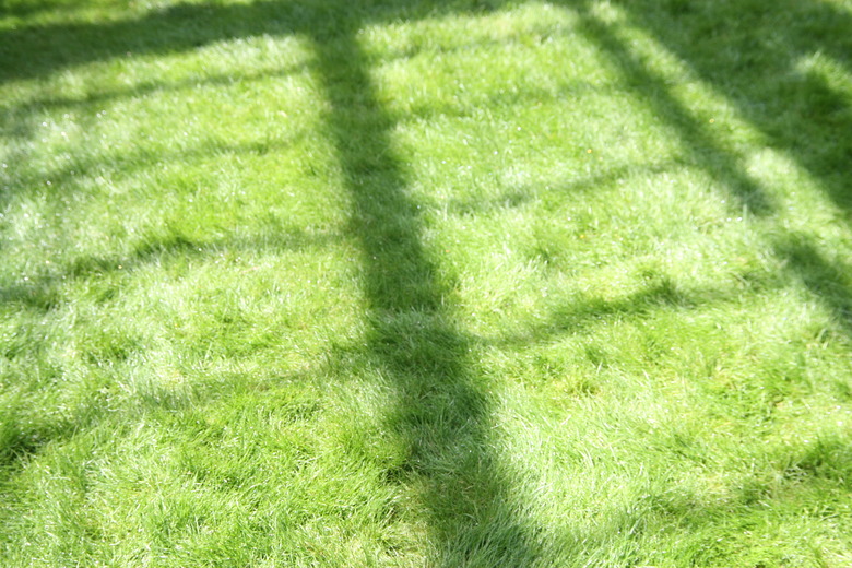 A large patch of partially shaded Winterplay rough bluegrass (Poa trivialis 'Winterplay').