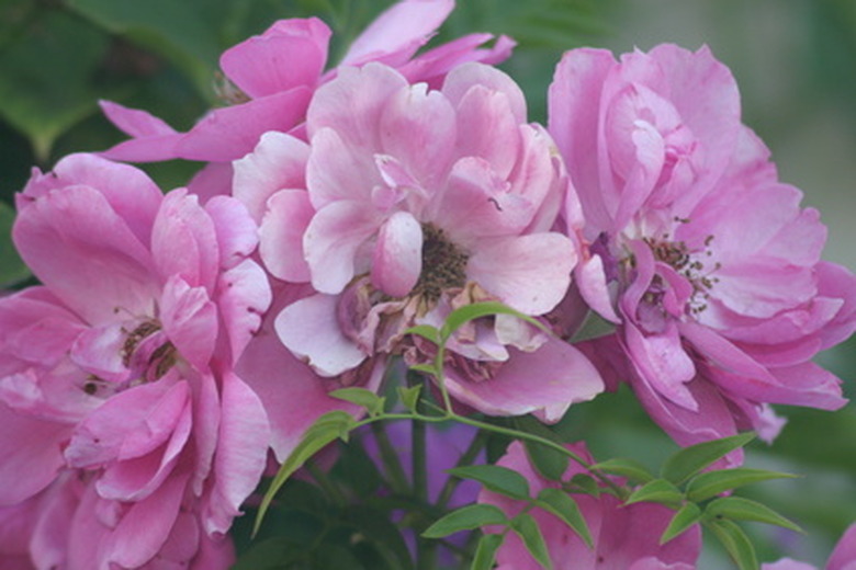 A close-up of some pink floribunda roses.