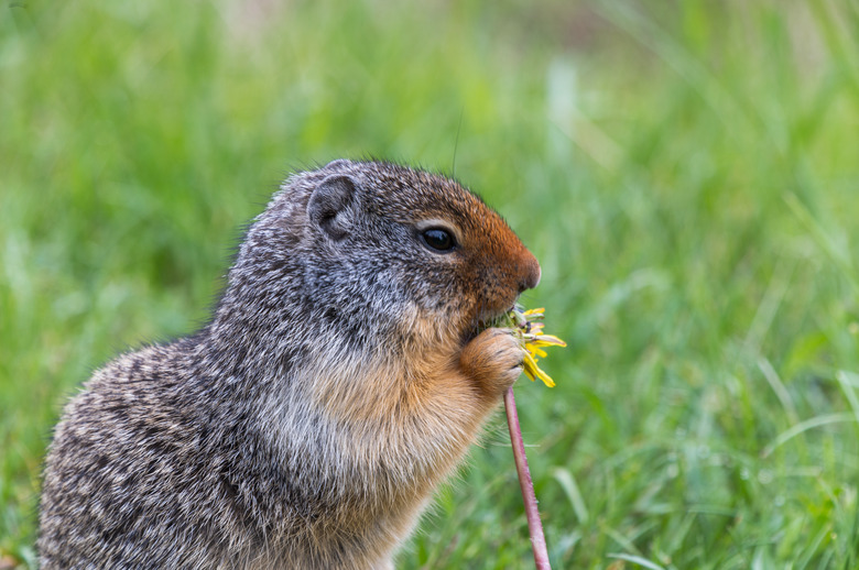 A close-up photo of a squirrel eating a yellow flower.