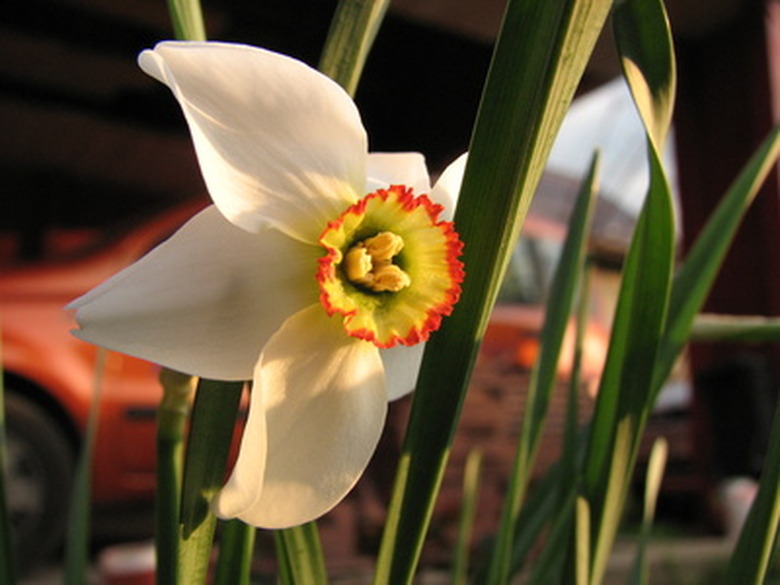 A lovely paperwhite (Narcissus tazetta) flower with some orange and yellow.