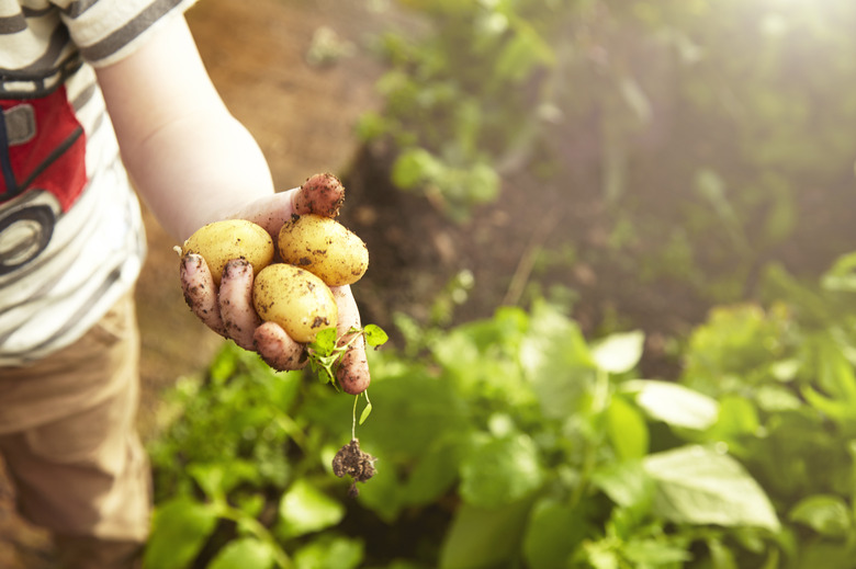 Young boy holding home grown potatoes.