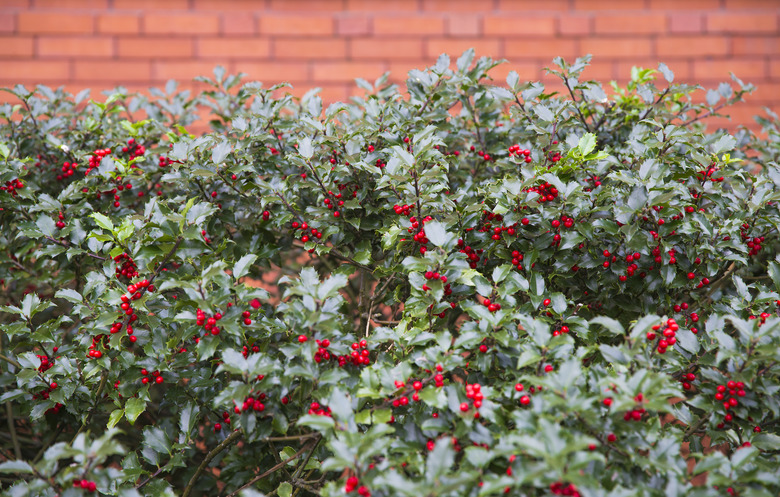 background of Ilex aquifolium