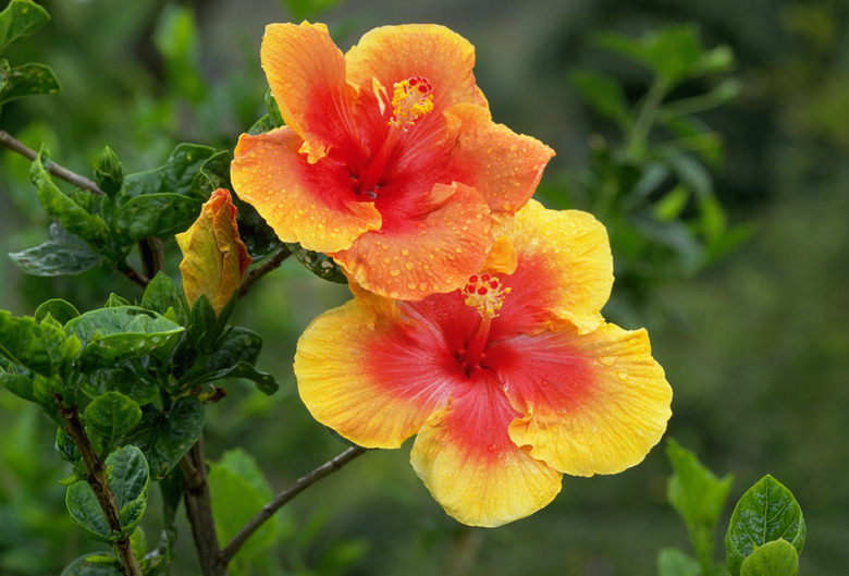 Glorious yellow and orange flowers of a hibiscus plant.