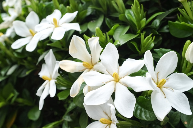 White gardenia flowers in bloom.