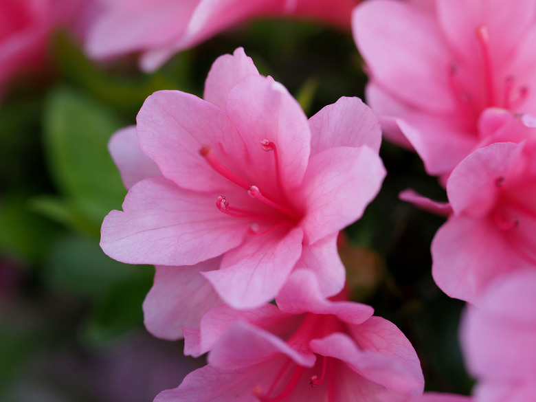 A close-up of delightfully pink Satsuki azalea (Rhododendron indicum) flowers.