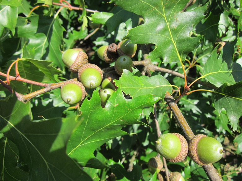 A close-up of the leaves and acorns of the northern red oak (Quercus rubra).