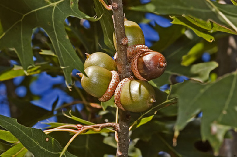 A group of acorns clustered on an oak tree branch.