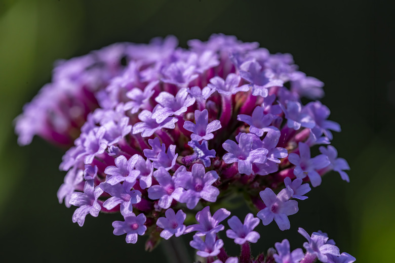 A beautiful purple and red verbena flower head.