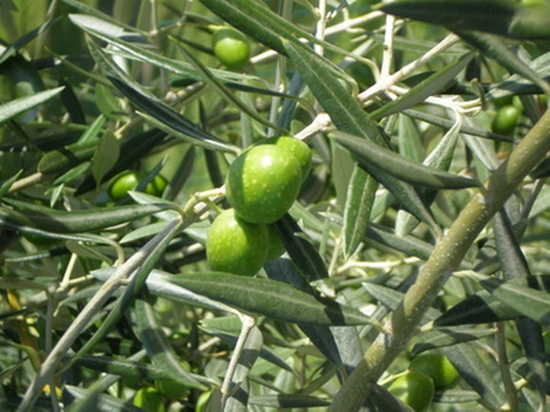 A close up of some green olives growing on a Russian olive tree (Elaeagnus angustifolia).