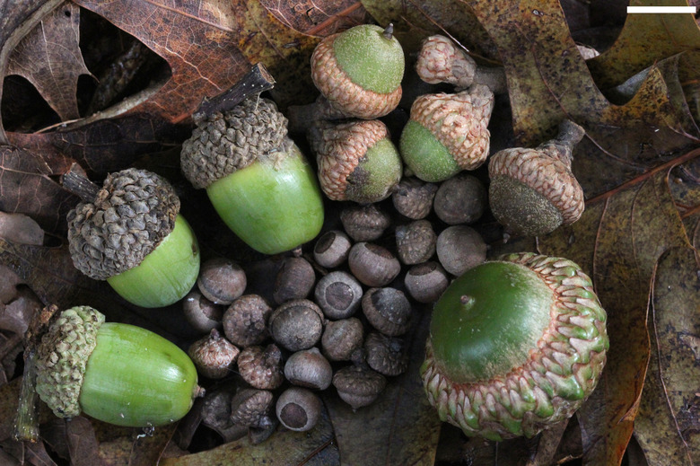 Acorns of various oaks: willow oak (Quercus phellos) very small, at center; southern red oak (Quercus falcata); white oak (Quercus alba); and scarlet oak (Quercus coccinea).