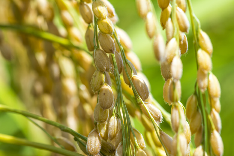 A close-up of rice grains just before harvest.