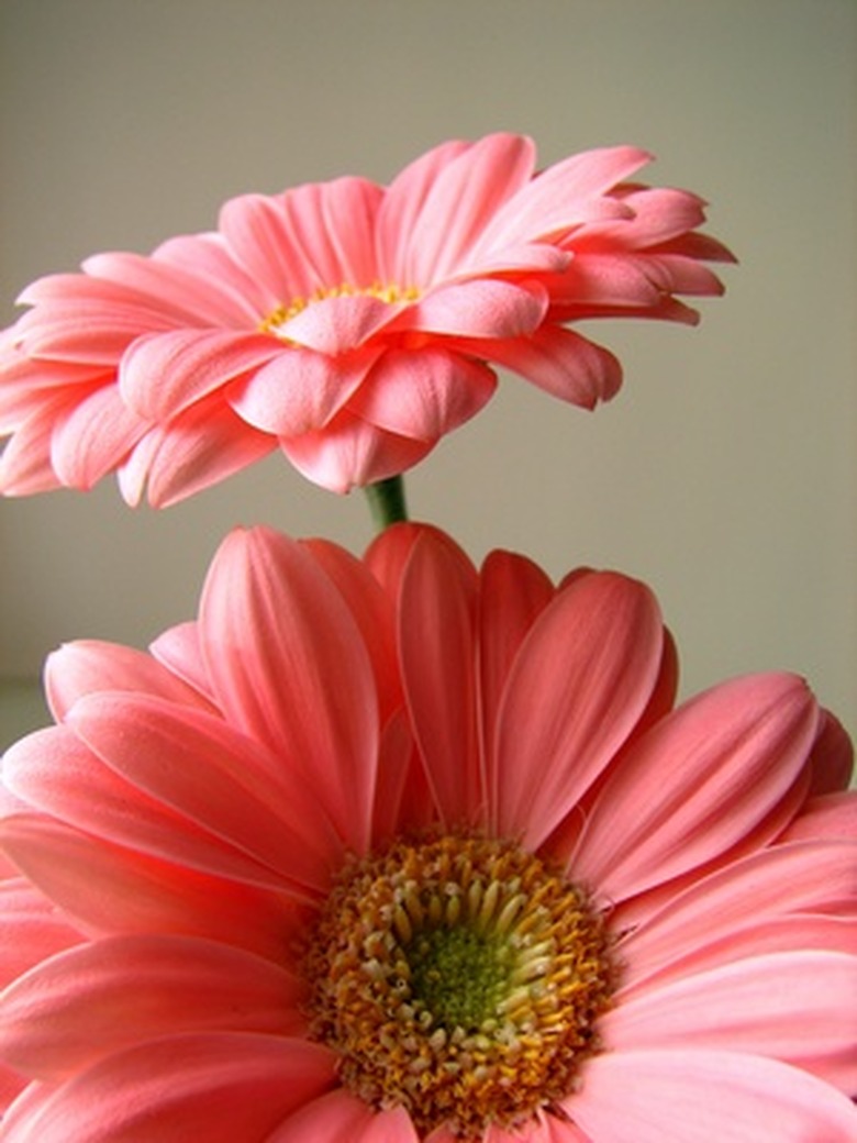 A close-up of two preserved pink daisies.