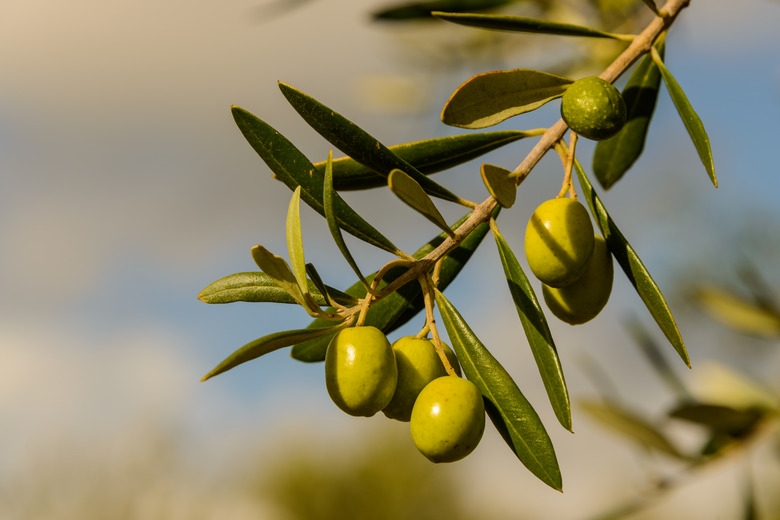 Olives