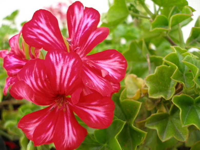 A close-up of a red ivy geranium (Pelargonium peltatum) flower with white ribbons of color.