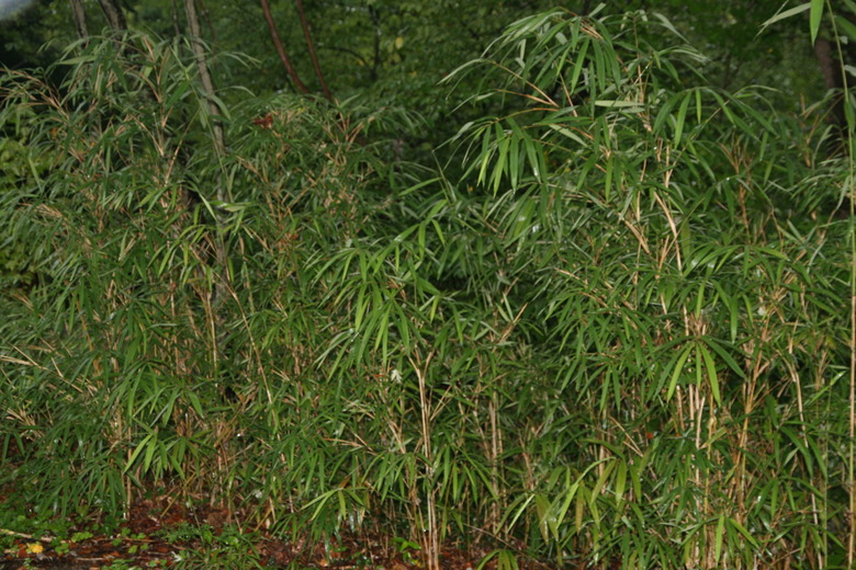 River cane bamboo (Arundinaria gigantea) growing at the Botanical Gardens in Asheville, NC.