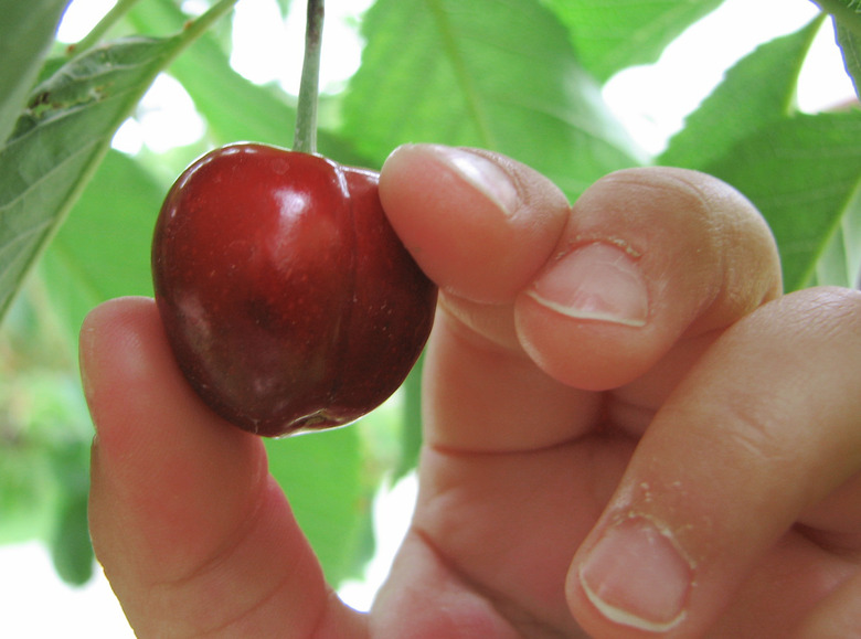 A hand holding a Bing cherry (Prunus avium 'Bing') that's still growing on the tree.