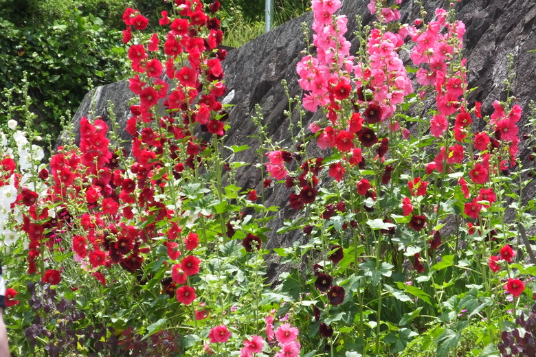 Hollyhock (Alcea rosea) plants with red and pink flowers growing tall together.