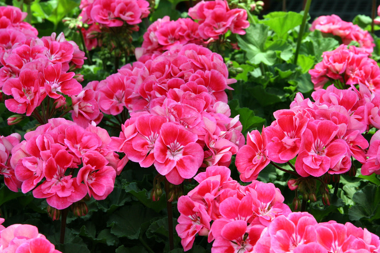 Lots of lovely Fantasia Strawberry Sizzle annual geraniums (Pelargonium x hortorum 'Fantasia Strawberry Sizzle').