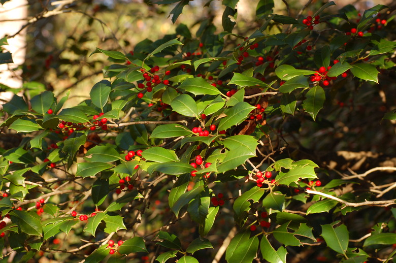 An American holly (Ilex opaca) bush dappled in sunlight.