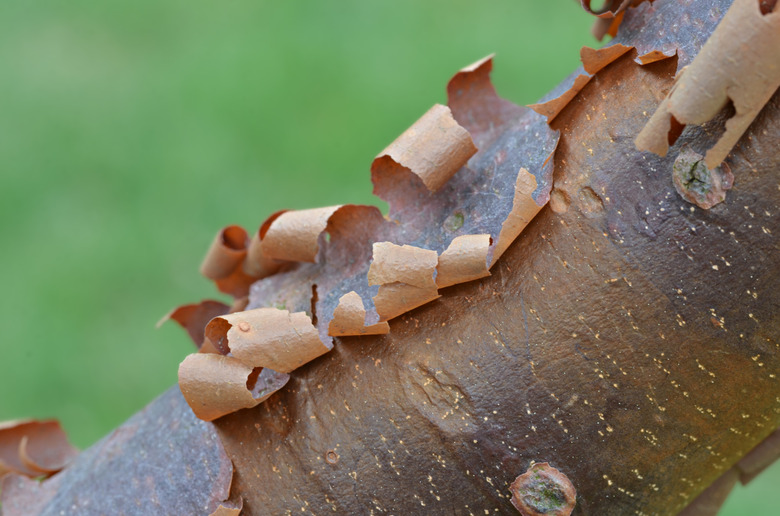 A close-up of the intriguing orange-brown bark of the paperbark maple tree (Acer griseum).