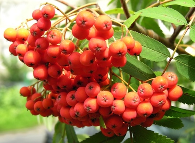 A bunch of orange rowan tree (Sorbus aucuparia) fruits growing on a branch.