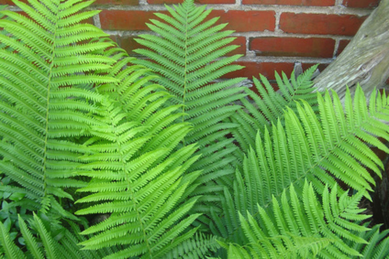 A lovely green fern growing against a brick wall.