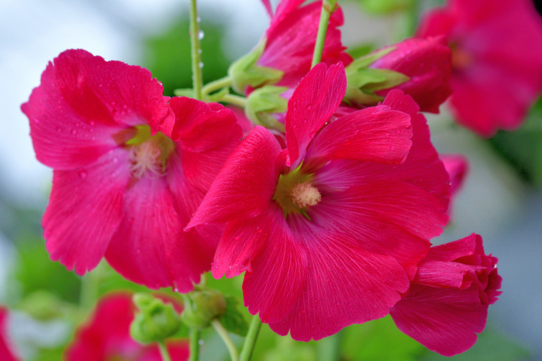 Althaea rosea / Hollyhock Flower