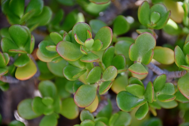 A close-up of a healthy jade plant (Crassula ovata).