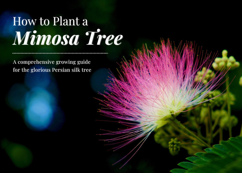 A close-up shot of a pink, white and green mimosa tree bloom.