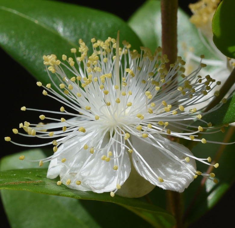 A close-up of a delightfully white and yellow common myrtle (Myrtus communis) flower.