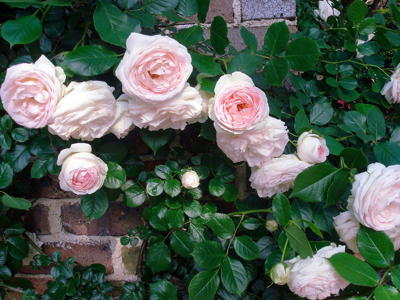 Some lovely pink English roses growing along a brick wall.