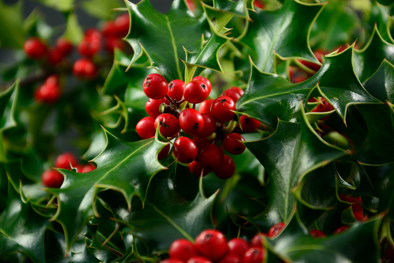 Red holly berries growing on a bush.