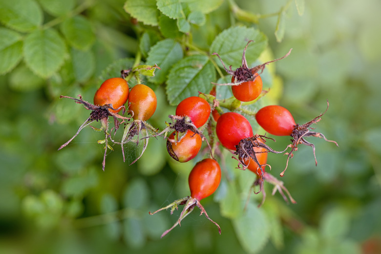 A close-up of vibrant red rose hips.