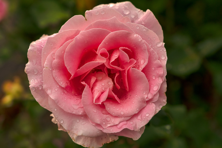 Close-up of a wet pink rose.