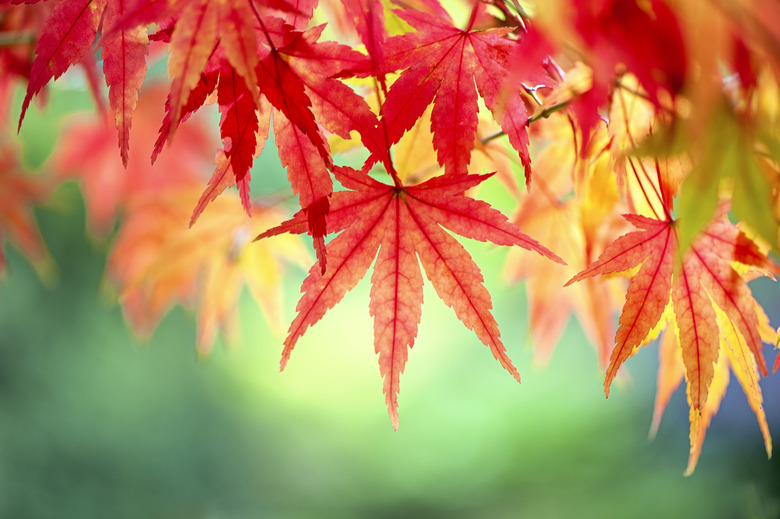 Vibrant red leaves of the Japanese maple tree (Acer palmatum)