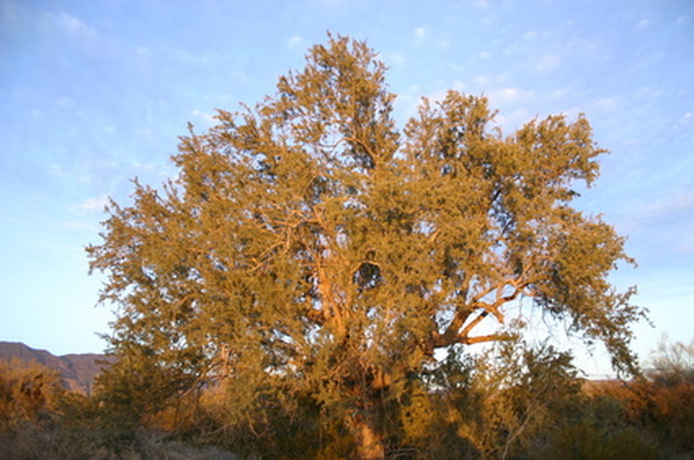 A tall mesquite tree soaking in the late day sun.